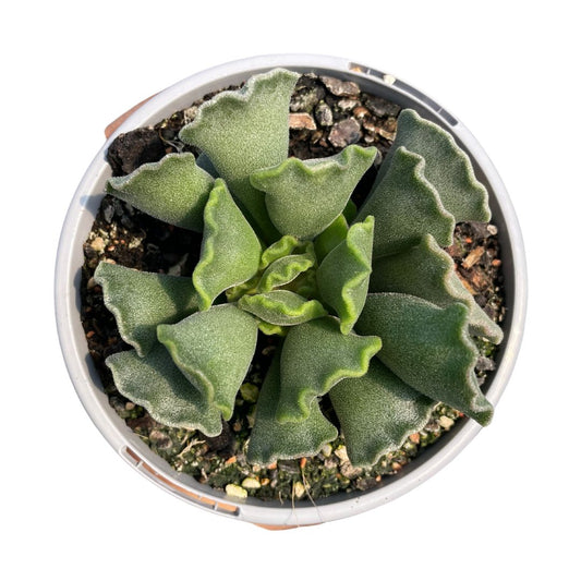 Adromischus Cristatus