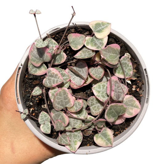 Ceropegia Woodii Variegated Chain of Hearts