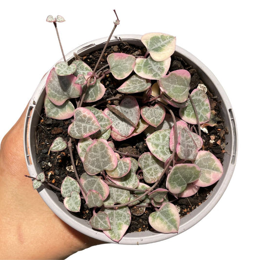 Ceropegia Woodii Variegated Chain of Hearts - Wera Plants