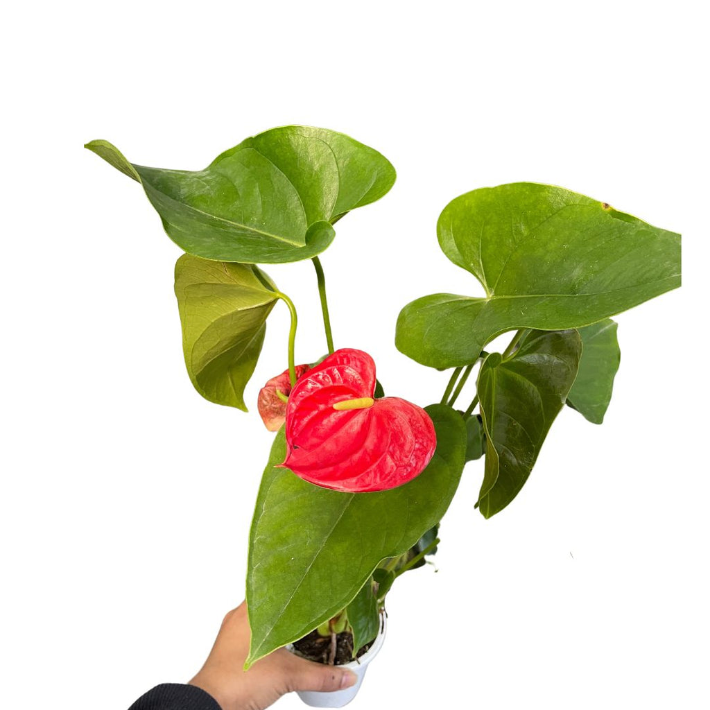 Anthurium Flamingo Red - Wera Plants