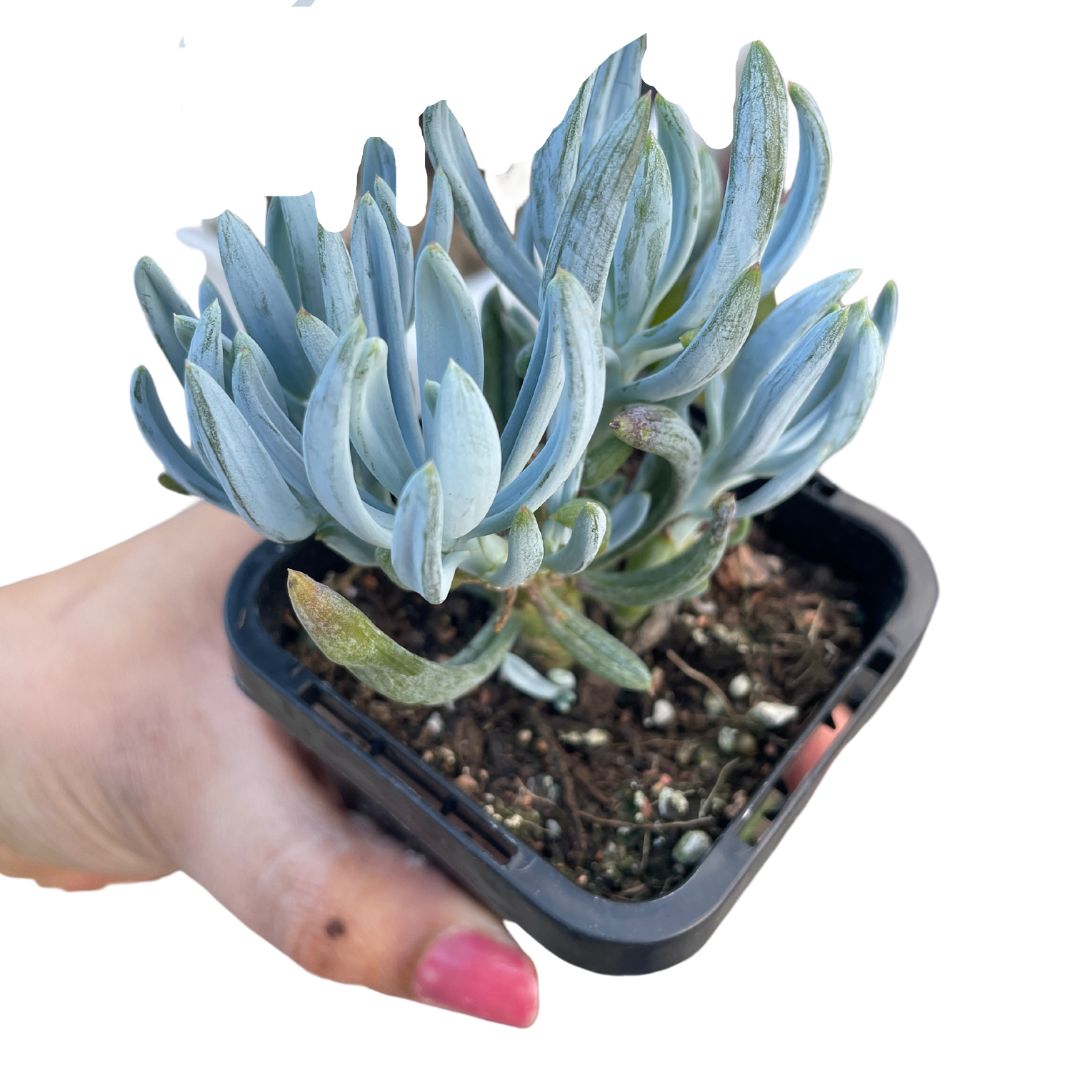 Senecio Mandraliscae (Blue Chalk Sticks) - Wera Plants