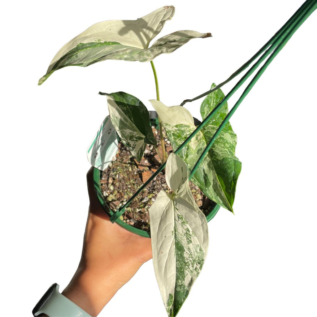 Syngonium 'Albo' Fantasy - Wera Plants