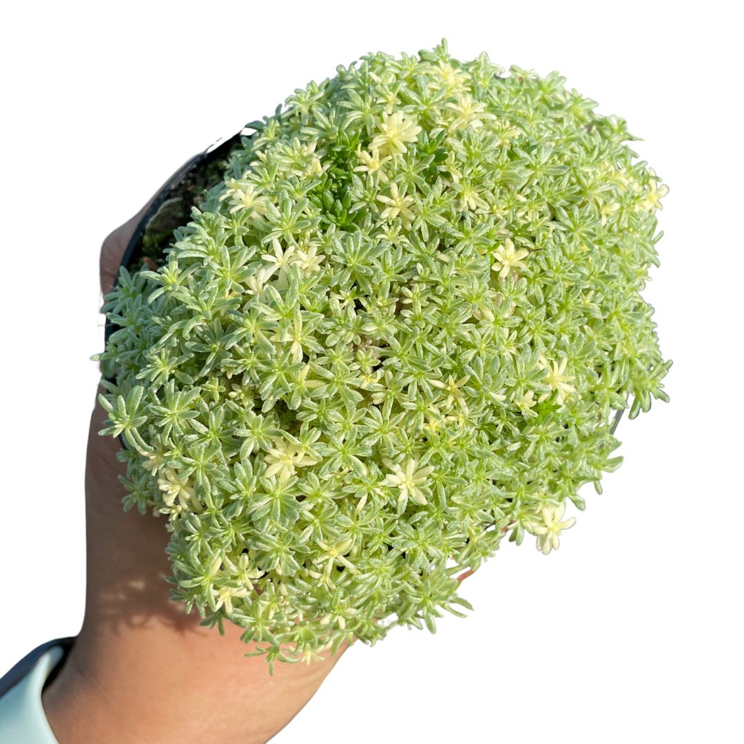 Sedum Matcha Latte - Wera Plants