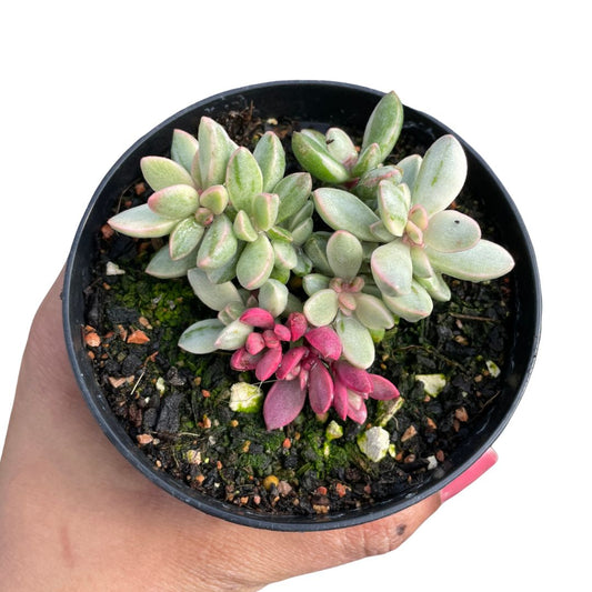 Crassula Rogersii 'Silk Variegata'