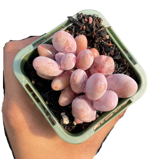 Echeveria Cheese (Single Head) - Wera Plants