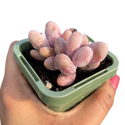 Echeveria Cheese (Single Head) - Wera Plants