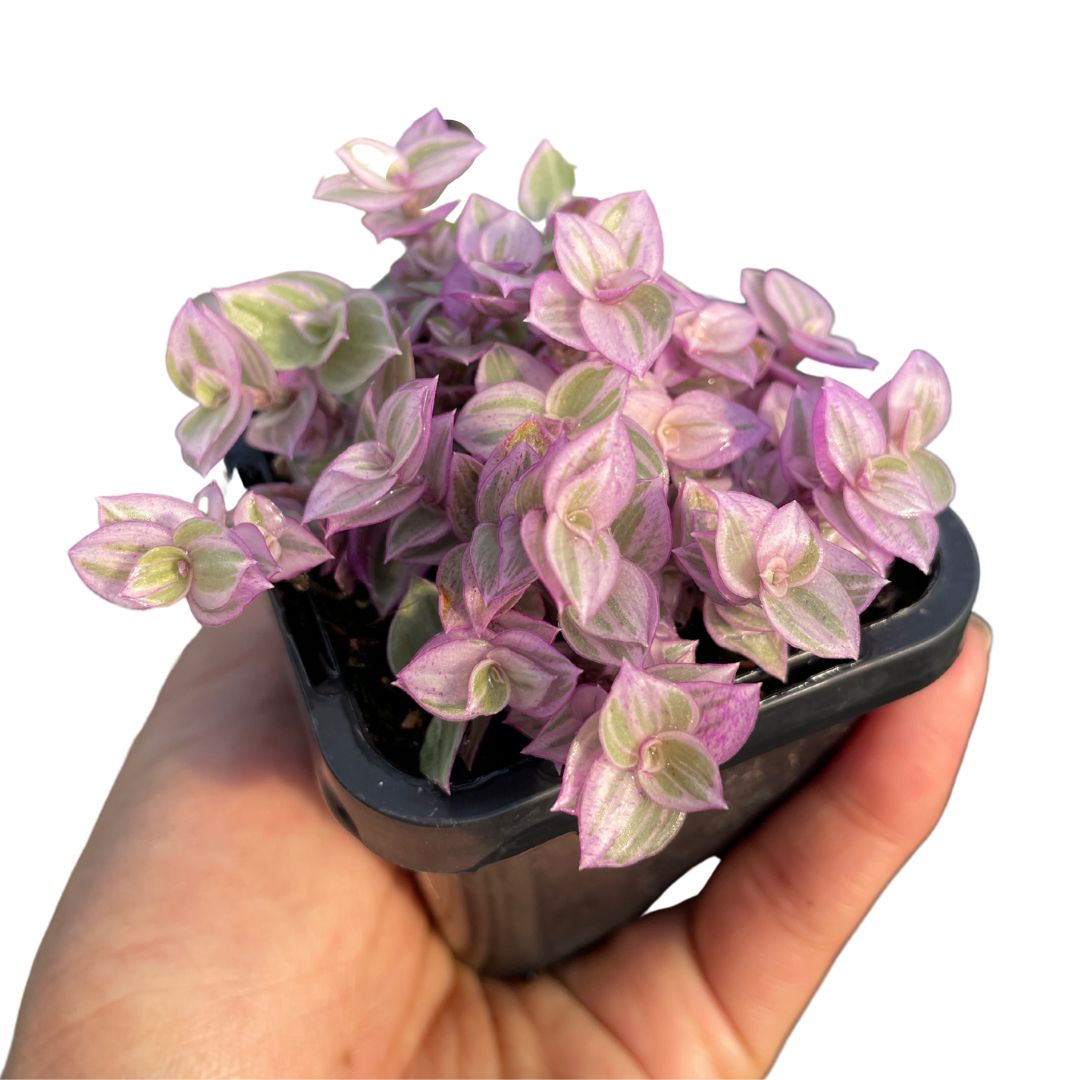 Callisia Repens (Small) - Wera Plants