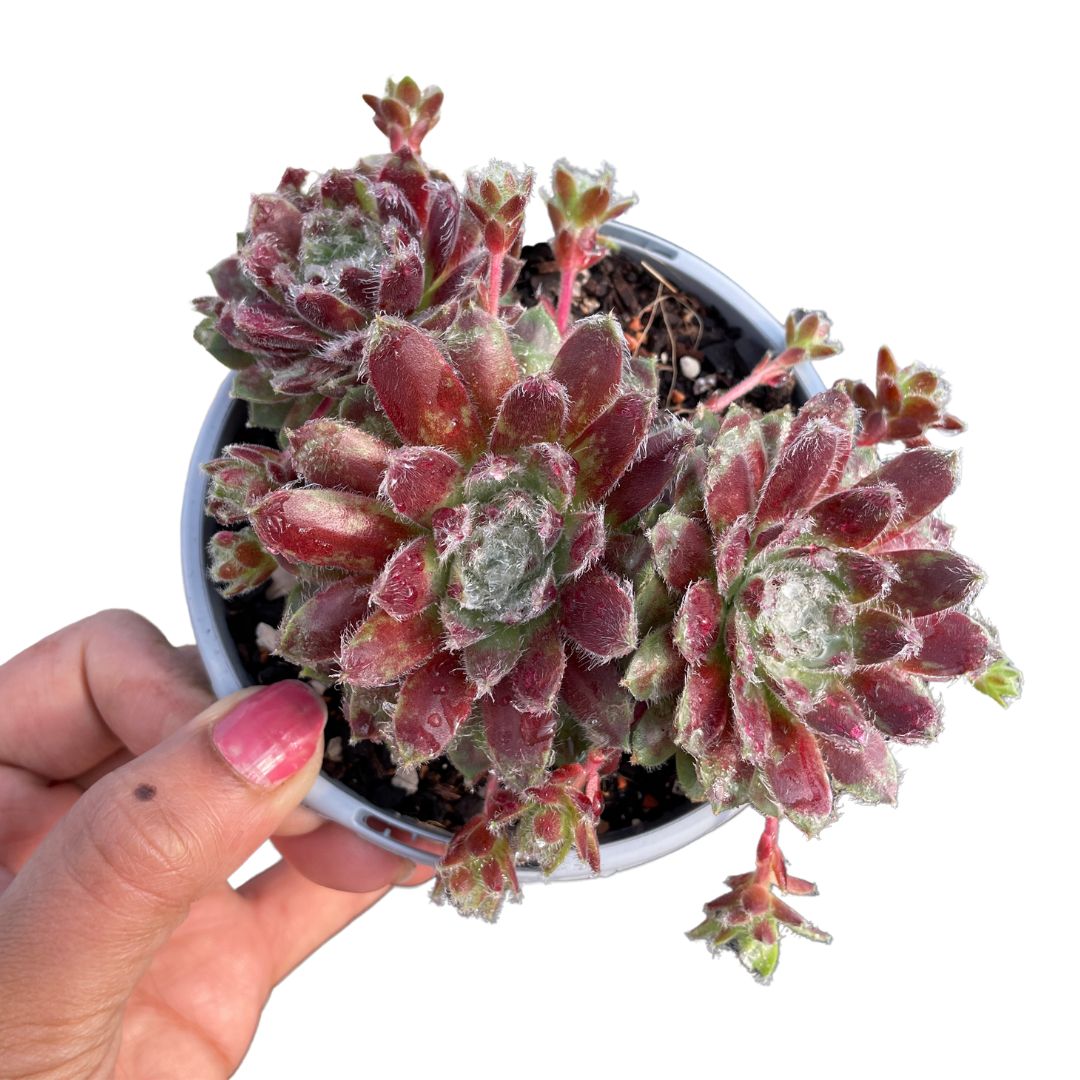 Sempervivum - Wera Plants