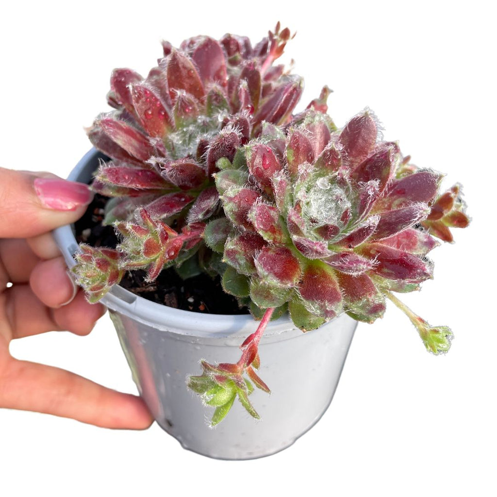 Sempervivum - Wera Plants