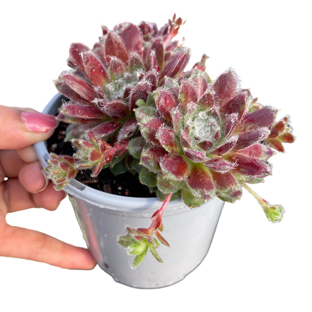 Sempervivum - Wera Plants