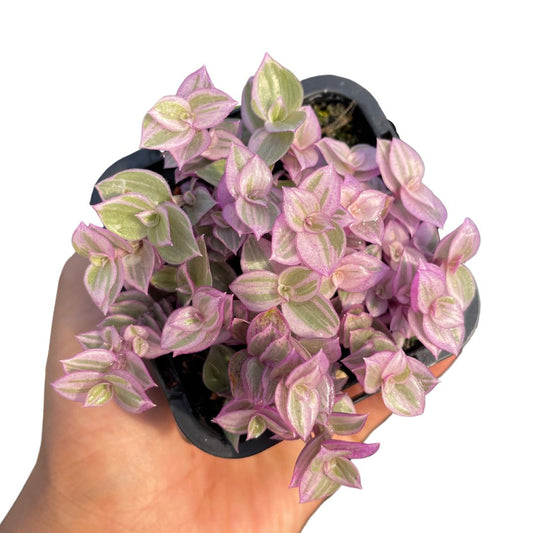 Callisia Repens (Small) - Wera Plants
