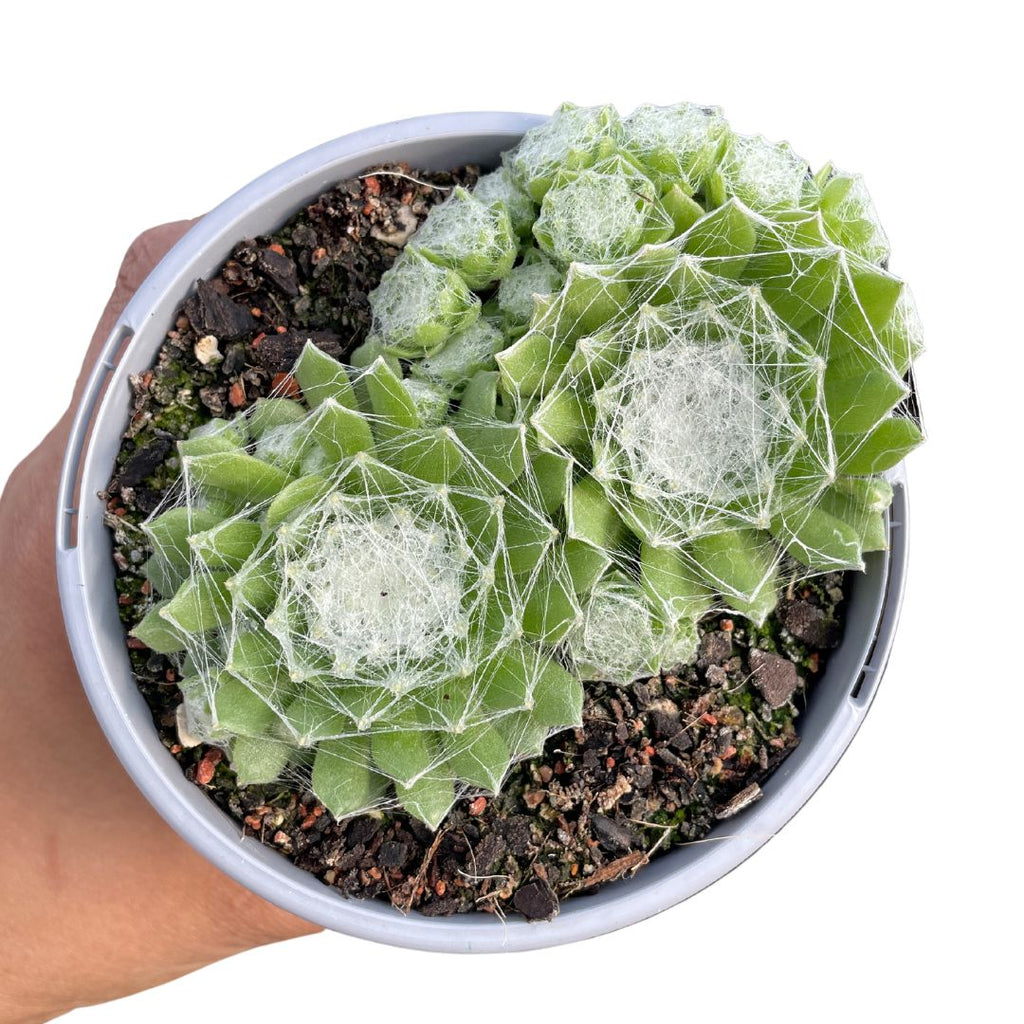 Sempervivum Cobweb 'Arachnoideum' - Wera Plants