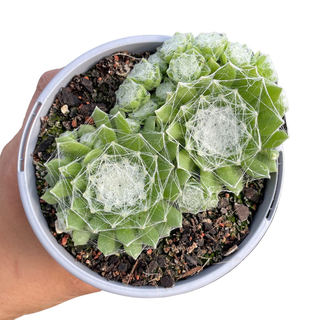 Sempervivum Cobweb 'Arachnoideum' - Wera Plants