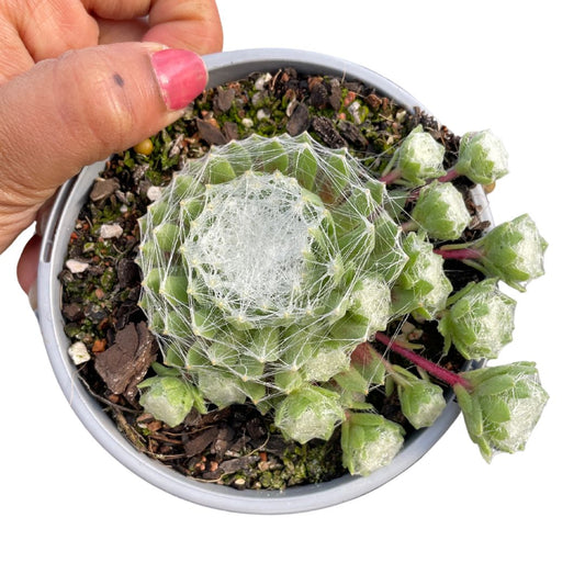 Sempervivum Cobweb 'Arachnoideum' - Wera Plants