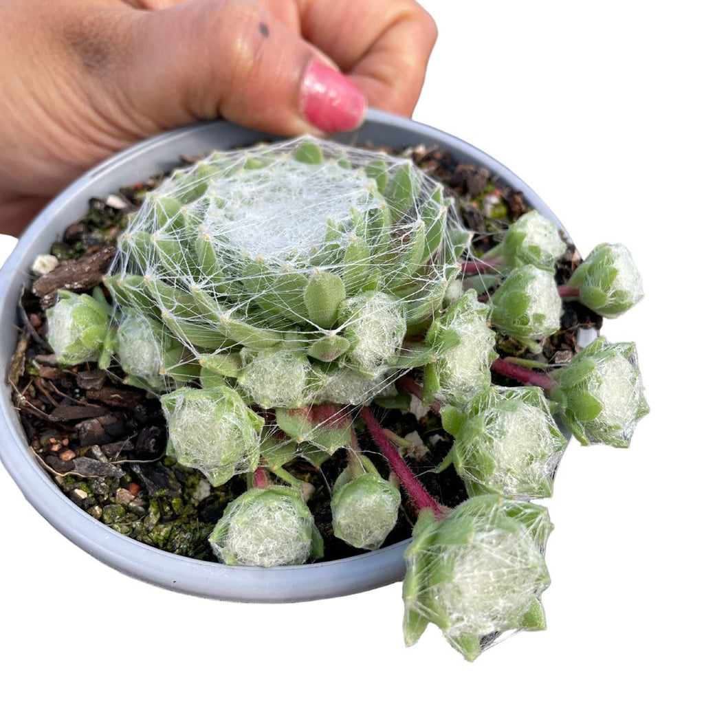 Sempervivum Cobweb 'Arachnoideum' - Wera Plants
