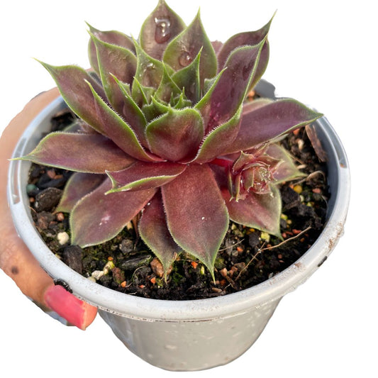 Sempervivum Purple Passion - Wera Plants