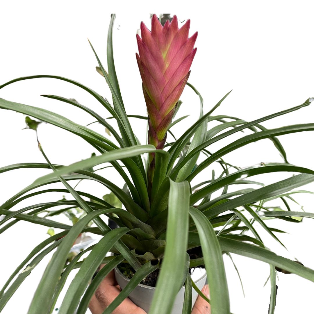 Tillandsia Cyanea 'Paradise' 11cm - Pink Quill