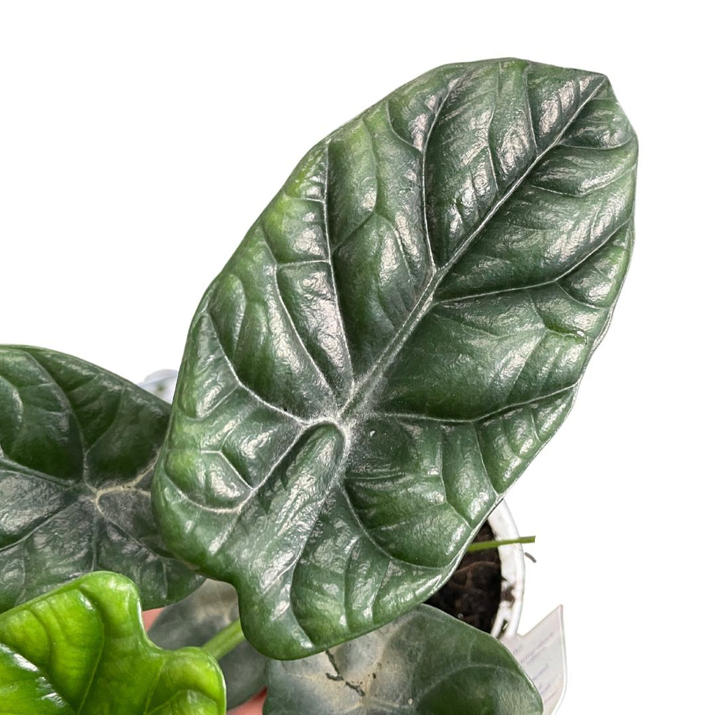 Alocasia Sinuata - Wera Plants