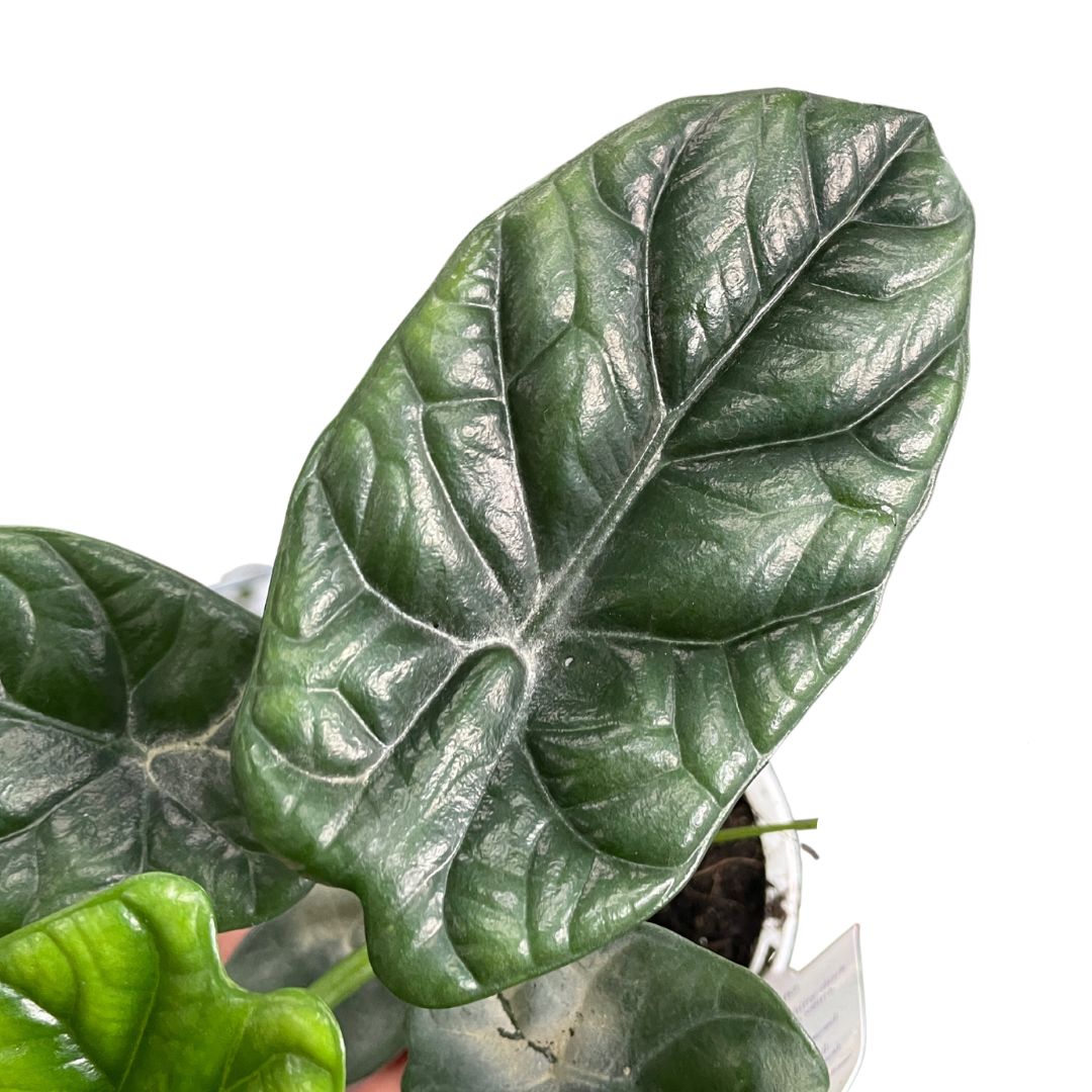 Alocasia Sinuata - Wera Plants