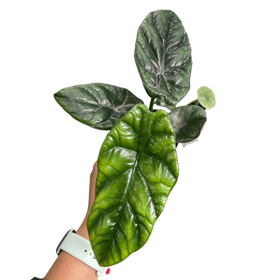 Alocasia Sinuata - Wera Plants