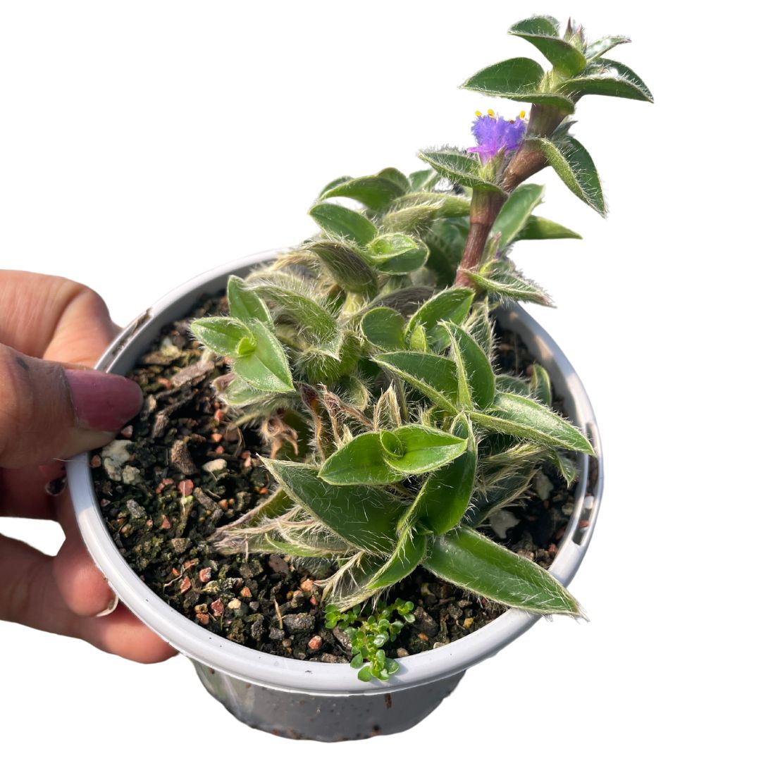 Cyanotis Somaliensis - Wera Plants