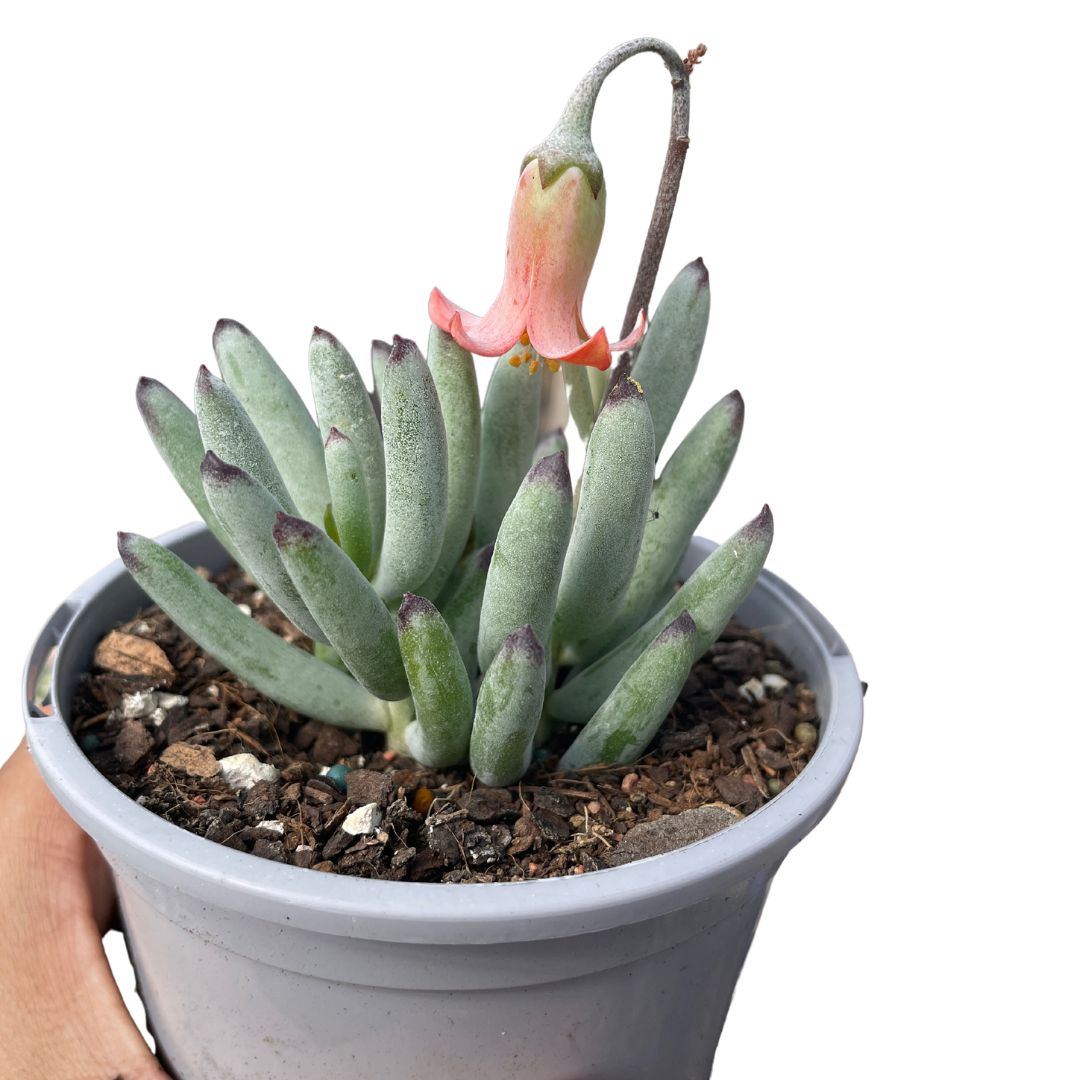 Cotyledon orbiculata Oophylla - Wera Plants