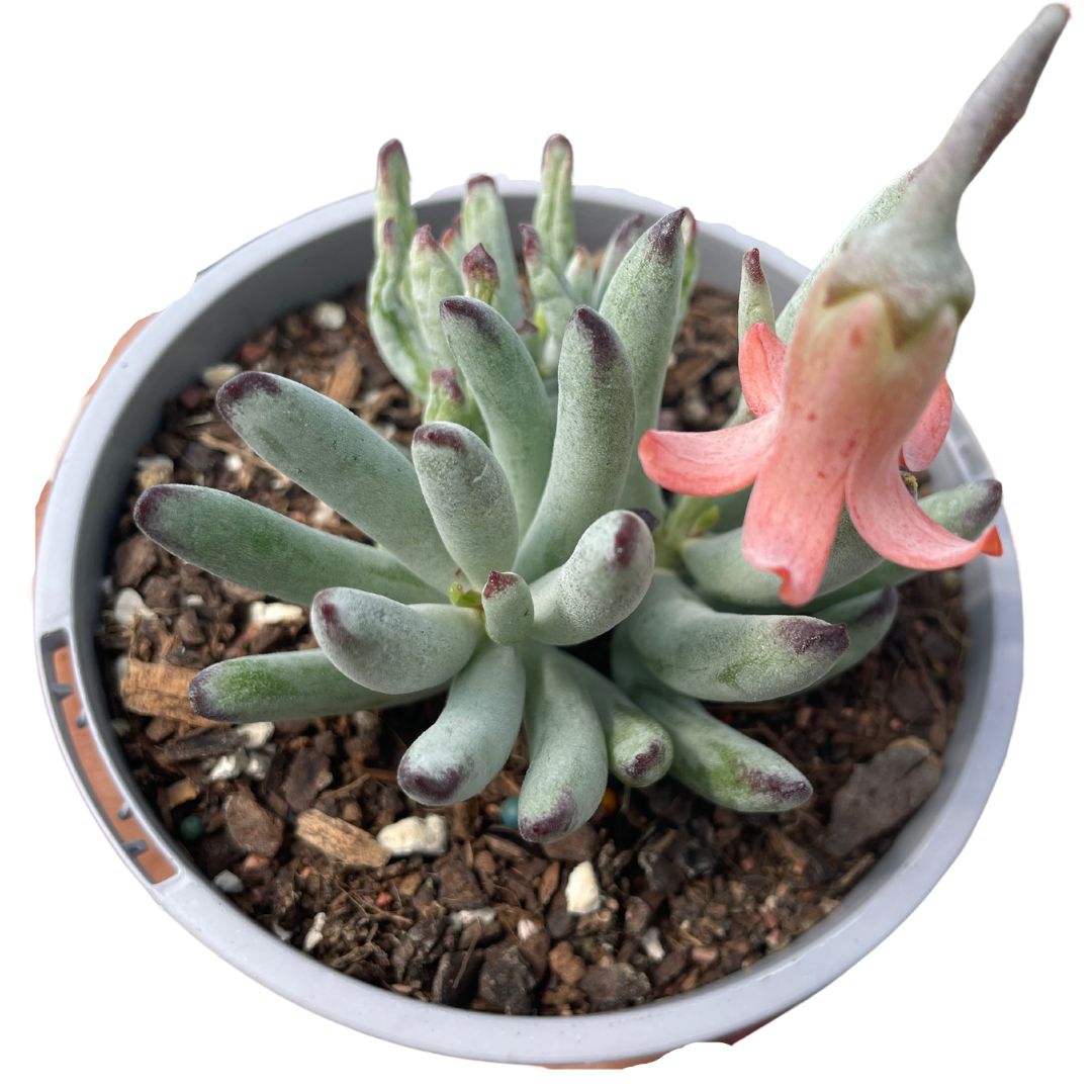 Cotyledon orbiculata Oophylla - Wera Plants