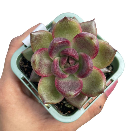 Echeveria Black Queen