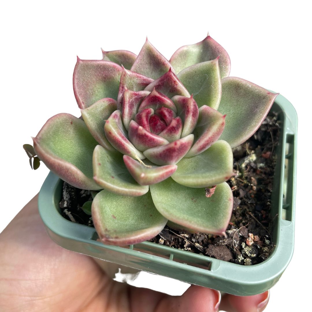 Echeveria ‘Black Rose’ - Wera Plants