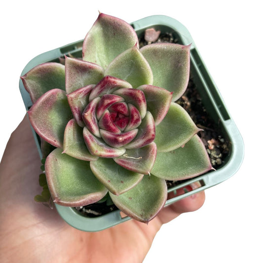 Echeveria ‘Black Rose’