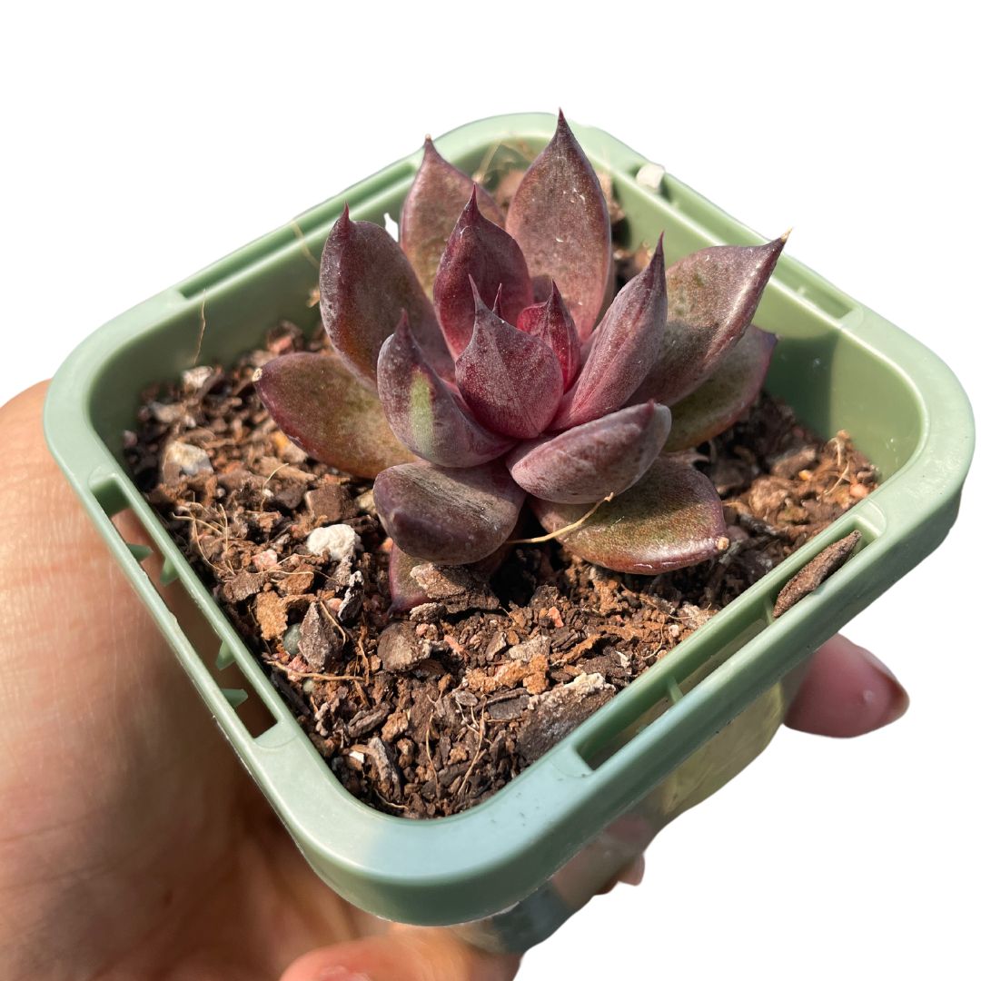 Echeveria 'Black Crystal'