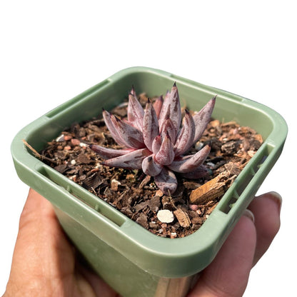 Echeveria ‘Unguiculata’ - Wera Plants