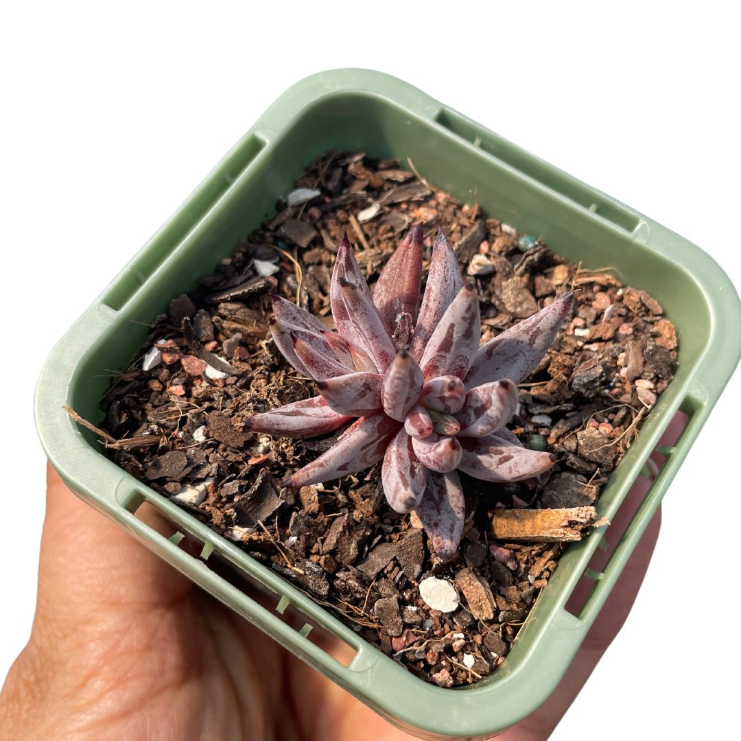 Echeveria ‘Unguiculata’ - Wera Plants