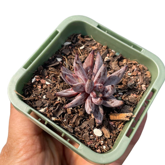 Echeveria ‘Unguiculata’ - Wera Plants
