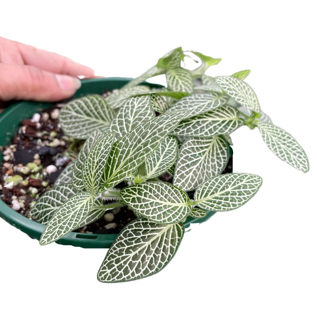 Fittonia Silver Threads - Wera Plants