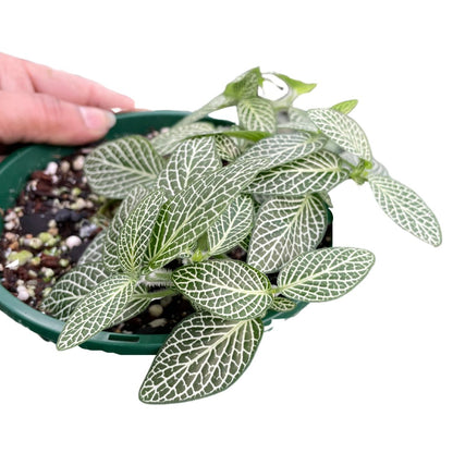 Fittonia Silver Threads - Wera Plants