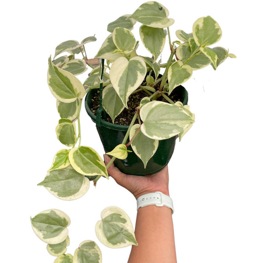 Peperomia Scandens Variegata