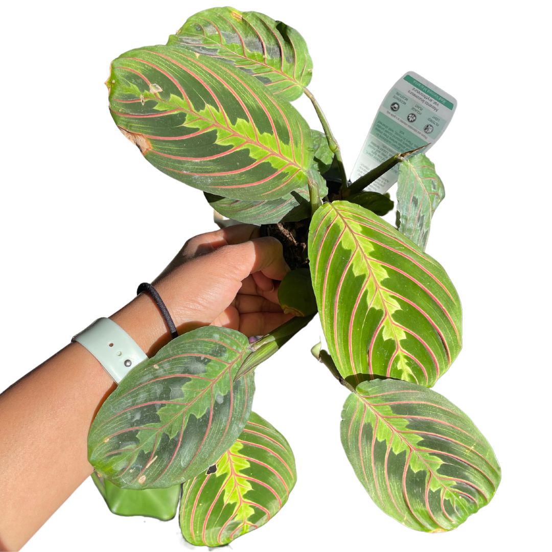 Maranta Red Vein prayer plant with green leaves and striking red veins growing in a decorative pot.