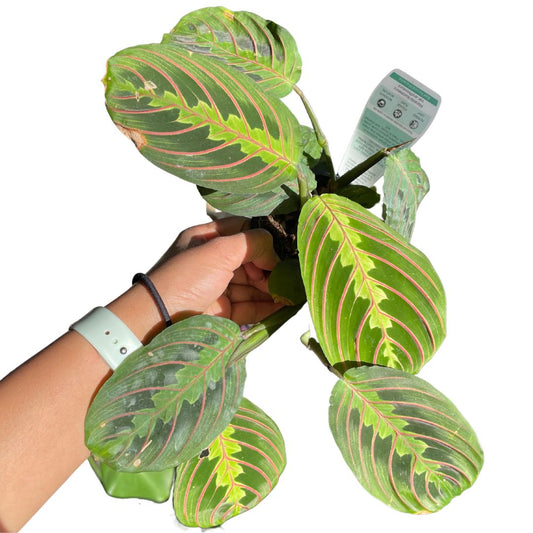 Maranta Red Vein Prayer Plant - Wera Plants