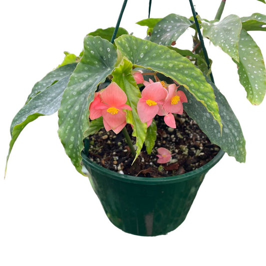 Begonia COCCINEA - Wera Plants