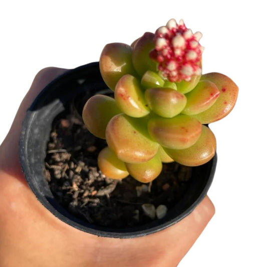 Sedum Obesum - Wera Plants
