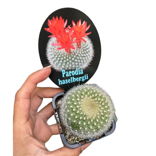 Parodia Haselbergii - Wera Plants
