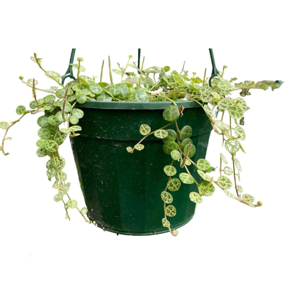 Peperomia Prostrata String of Turtles (Large 175mm pot) - Wera Plants