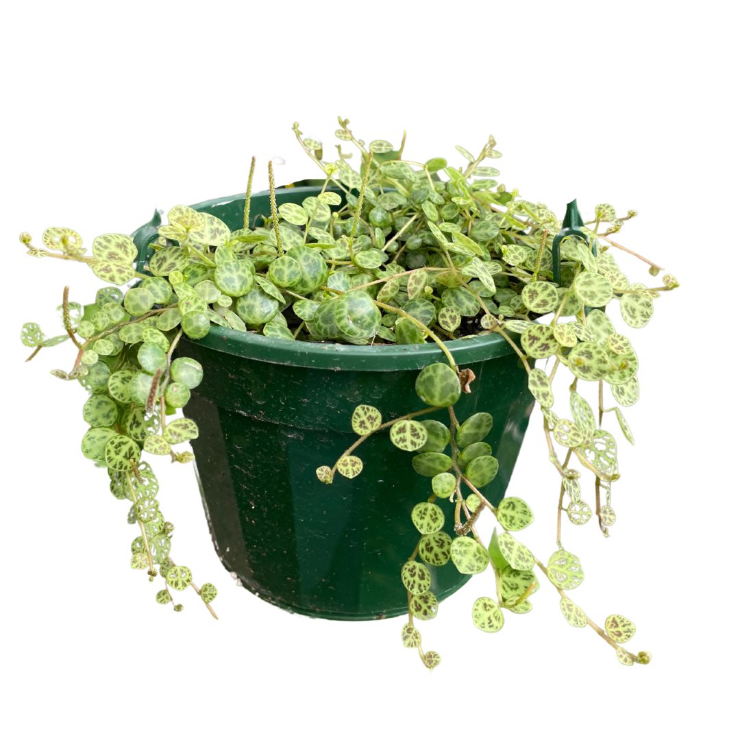 Peperomia Prostrata String of Turtles (Large 175mm pot) - Wera Plants