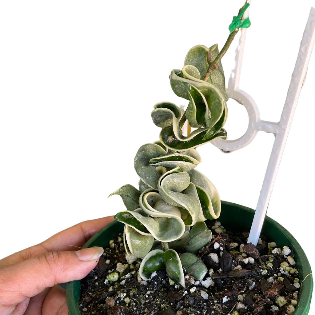 Hoya Compacta Variegated Indian Rope - Wera Plants