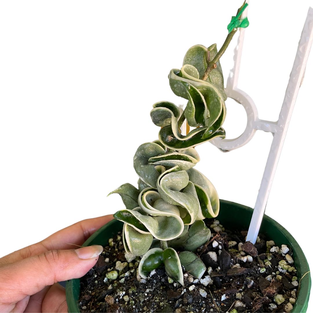 Hoya Compacta Variegated Indian Rope - Wera Plants