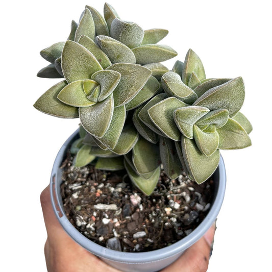 Crassula 'Springtime' - Wera Plants