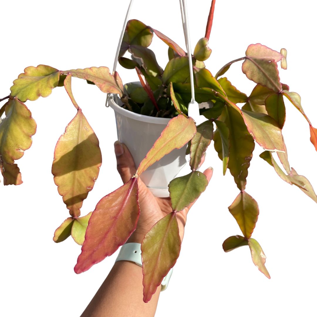 Rhipsalis Species - Wera Plants