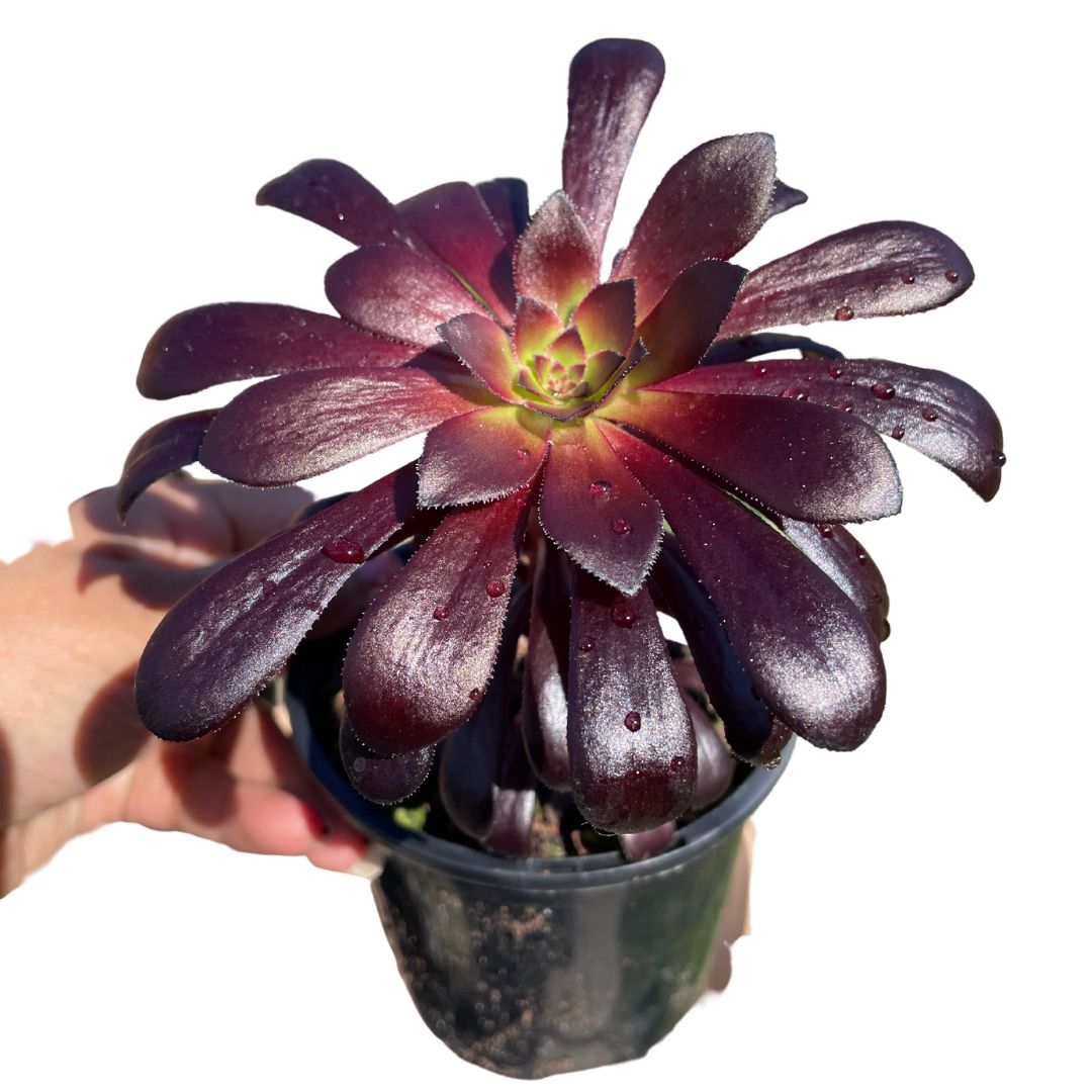 Aeonium Arboreum 'Zwartkop' Black Rose