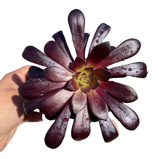 Aeonium Arboreum 'Zwartkop' Black Rose